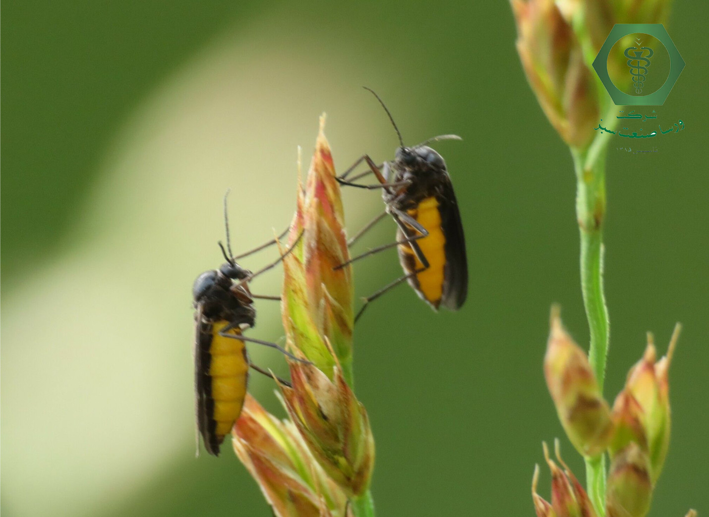 سمپاشی گیاهان آپارتمانی